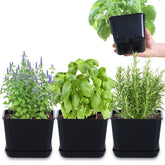 Oliz herb garden planter 4-pack on a sunny window sill for fresh herbs.