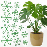 Opasyo 16pcs stem supports stabilize growing monstera stems.