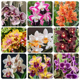 110+ Mix Orchid Seeds ready for indoor potting to brighten home decor