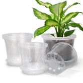 OUPSAUI clear nursery pot 6-inch with tray for easy water catchment.