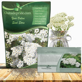 Outsidepride Achillea Millefolium Wild White Yarrow seeds in a seed packet for sunny, low-maintenance borders.