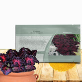 Outsidepride Black Dragon coleus seeds pack for versatile shade plantings