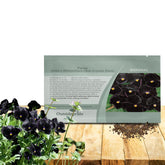 Outsidepride Black Viola Pansy seeds ready for planting in beds with fragrance.