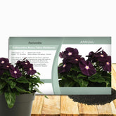 Outsidepride BlackBerry Periwinkle seeds packet for spring border color