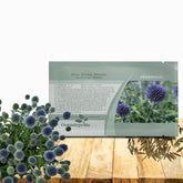 Outsidepride Blue Globe Thistle seeds bloom into vibrant globe flowers ideal for sunny borders.