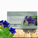 Outsidepride Blue Picotee Morning Glory bloom close-up with blue petals and white edges for vertical gardens.