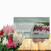 Outsidepride Bunter Astilbe seeds pack for shade garden planting and bloom potential