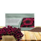 Outsidepride Burgundy Velour Easy Wave Petunia seeds closeup showing velvety burgundy blooms for sunny borders