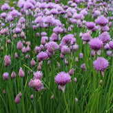 Outsidepride chives seeds pack ready for garden sowing and fresh harvest.