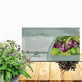 Outsidepride Comfrey Seeds: 60-inch purple bell blooms for striking borders.