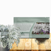 Outsidepride Dusty Miller with silvery foliage and yellow blooms for border edging