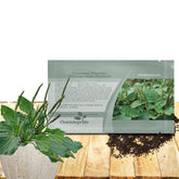 Outsidepride green plantain seeds packet closeup for easy planting and perennial growth