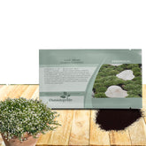 Outsidepride Irish Moss seeds form dense mat ideal for shade gardens.