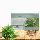 Outsidepride Lovage seeds bulk pack for easy perennial planting and drought-tolerant growth.