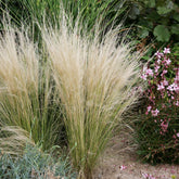 Outsidepride Mexican Feather Grass seed clump adds soft border texture