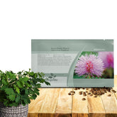 Outsidepride Mimosa Pudica seeds packet front for educational planning