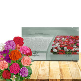 Outsidepride Mix Geranium Seeds offer vibrant blooms for pots and borders.