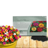 Outsidepride mixed moss rose seeds pack ready for drought-tolerant ground cover