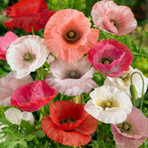 Outsidepride Mother of Pearl poppy seeds pack ready for sunlit borders and low-water gardens.