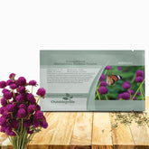 Outsidepride Purple Gomphrena globe amaranth bloom close-up with vibrant pom-pom flowers