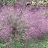 Outsidepride Purple Love Grass seed packet, ideal for sunny borders.