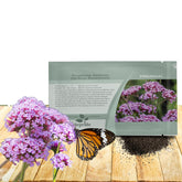 Outsidepride Purpletop Verbena seeds pack ready for sunny borders