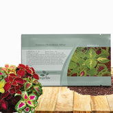 Outsidepride Rainbow Mix Coleus seeds ready for planting in beds with colorful foliage