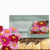 Outsidepride Robinson's Mix chrysanthemum displays tower blooms for striking garden focal points.
