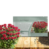 Outsidepride scarlet bee balm seeds pack showcasing mint-scented foliage for vibrant borders