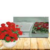 Outsidepride scarlet geranium blooms in a sunny border for vibrant color