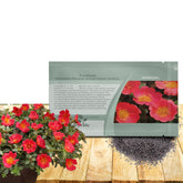Outsidepride Scarlet Purslane seeds packaging for quick planting and color