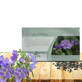 Outsidepride Spiderwort seeds show blue-violet clusters in a border use case