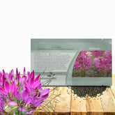 Outsidepride Violet Cleome seeds yield large airy blooms for borders.