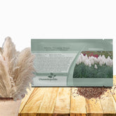 Outsidepride White Pampas Grass seeds with tall plumes for a dramatic garden focal point.