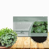 Outsidepride Winter Purslane seeds package for easy planting and vibrant color