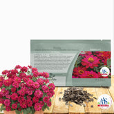 Outsidepride Zinnia Seeds Double Hot Cherry blooms brighten garden beds and borders