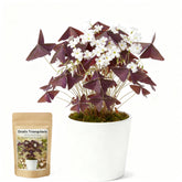 Oxalis Triangularis purple shamrocks bulbs in a 10-pack for easy home gardening.