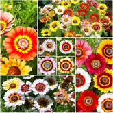 Painted Daisies seeds rainbow bloom ideal for vibrant beds and cut flowers.