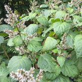 Palm Beach Medicinal Herbs patchouli seeds pack for authentic aromatherapy.