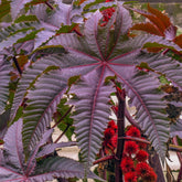 Palm Beach Medicinal Herbs' Red Giant Castor Bean seeds: bold, tropical focal point for landscapes.