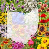 Paper Street Perennials seed-mix-1lb-package ready for easy planting