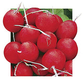 Park Seed Annabel radish seed tape on soil enables quick, neat sowing in small spaces.
