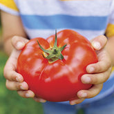 Park Seed Big Beef tomato on vine shows large fruit ideal for slicing