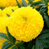 Park Seed Big Duck Yellow marigold bloom close-up; vivid 4-inch petals ideal for cut arrangements.