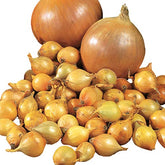 Park Seed Candy onion seed pack; seeds ready for planning and spring planting.