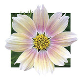 Park Seed Cosmo Apricot Lemonade seeds close-up, ready for spring planting and bright color.