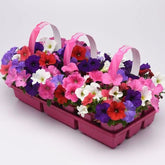 Park Seed Easy Wave Petunia Seeds blue bloom; vibrant early color for sun beds and containers