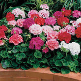 Park Seed Maverick Mix geraniums with large rounded blooms brighten patios
