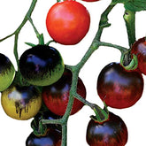 Park Seed Midnight Snack Hybrid cherry tomatoes in a close-up display, rich indigo color and juicy texture.