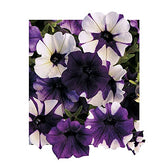 Park Seed Shock Wave Tie Dye Purple petunia bloom closeup, ideal for sunny containers.